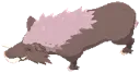 Scrofa