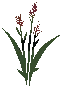 Basic Embergrain Plant