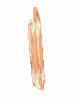 Peach Tree Seed