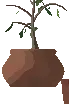 Potted Pine Sapling