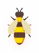 Queen Bee