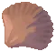 Magnificent Shell