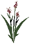 Wild Grain