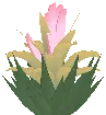 Aloe