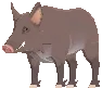 Female Scrofa