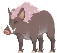 Male Scrofa