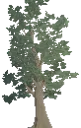 Decorative Mature Beech Tree