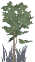 Planted Beech Sapling