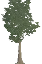 Decorative Young Beech Tree