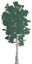 Decorative Young Birch Tree