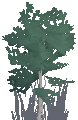 Birch Sapling