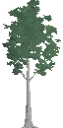 Decorative Mature Birch Tree