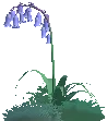 Bluebell