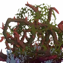Brambles