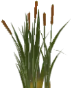 Bullrushes