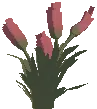 Citriformis