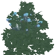 Cloudberry Bush