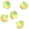 Crystal Shell Scallop