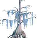 Decorative Mature Cypress Tree
