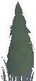 Planted Cypress Sapling