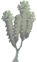 Decorative Mature Dendro Tree