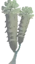 Decorative Young Dendro Tree