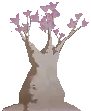 Desert Rose