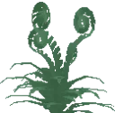 Ferns