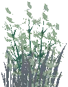 Ghost Thyme