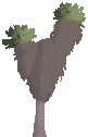 Giant Groundsel Plant