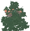 Honeyberry Bush