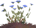 Tier 7 Flower