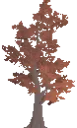 Decorative Mature Maple Tree