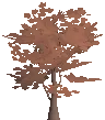 Planted Maple Sapling