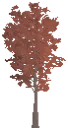Decorative Young Maple Tree