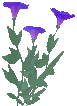 Morning Glory