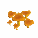 Chanterelles