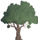 Decorative Ancient Oak Tree