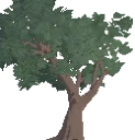 Decorative Mature Oak Tree