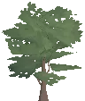 Oak Sapling