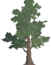 Decorative Young Oak Tree