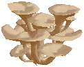 Oyster Mushrooms