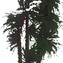Palmetto