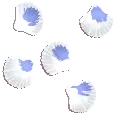 Pearlback Snail