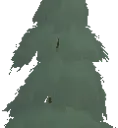 Ancient Pine Tree
