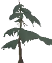 Decorative Young Pine Tree