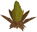 Prickly Pear