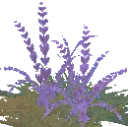 Arctic Grass