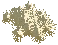 Reindeer Lichen