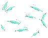 Greenhorn Guppi
